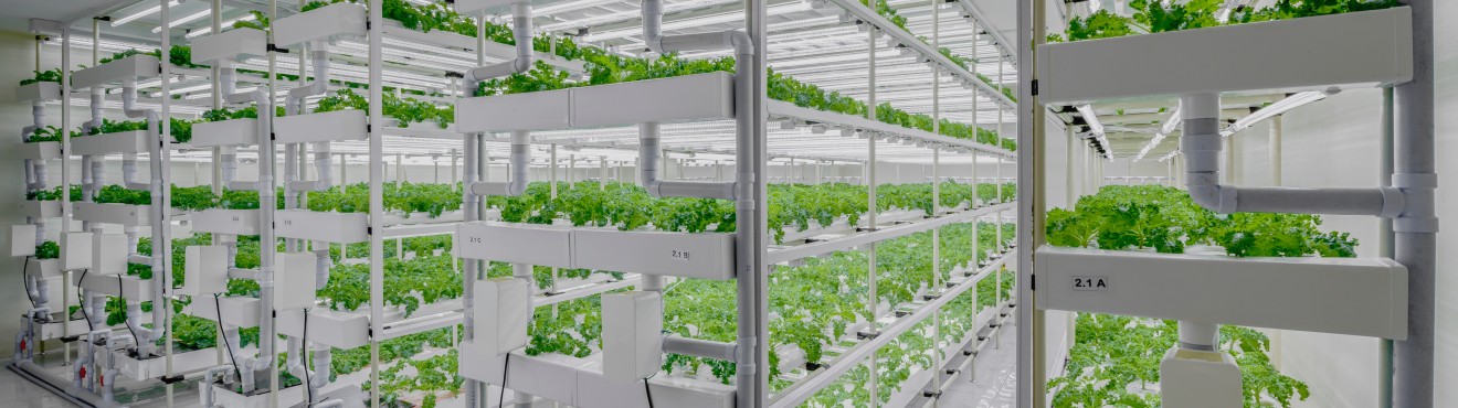 Ecco come il vertical farming sta rivoluzionando l agricoltura urbana | AgriCook